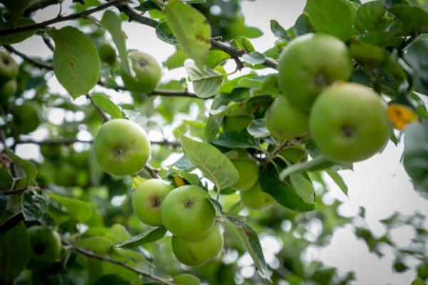 manzana